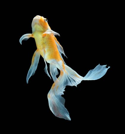 Koi fish isolated on black backgroundの写真素材