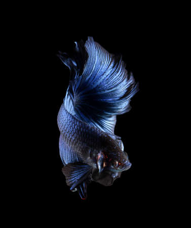 Betta fish, siamese fighting fish, betta splendens (Halfmoon betta
)isolated on black backgroundの写真素材