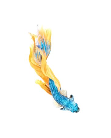 Betta fish, siamese fighting fish, betta splendens top view isolated on white backgroundの写真素材