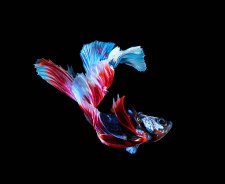 Betta fish, siamese fighting fish, betta splendens (Halfmoon betta)isolated on black background