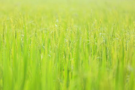 Green rice seedlings cornfieldの写真素材