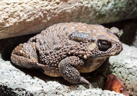 Common Toad