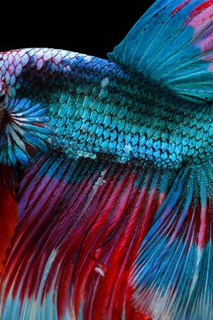 Close-up on a fish skin - Siamese fighting fish