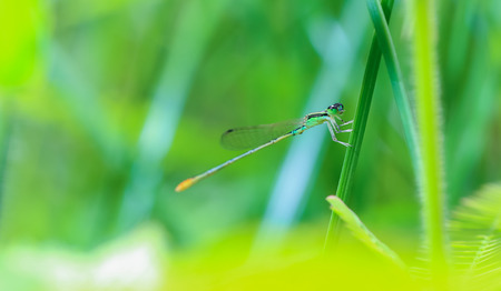 Damselfly on the leavesの写真素材