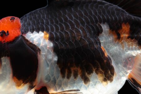 Close-up on a fish skinの写真素材