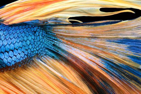 Texture of tail siamese fighting fishの写真素材