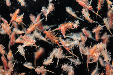 artemia plankton isolated on black backgroundの写真素材
