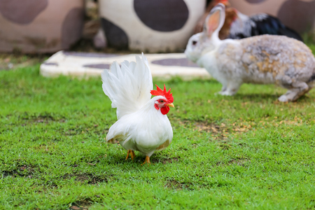 Bantam poultry beautiful bright colors.の写真素材