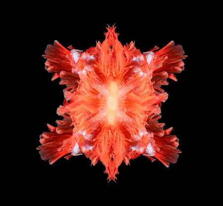 Texture of tail siamese fighting fishの写真素材