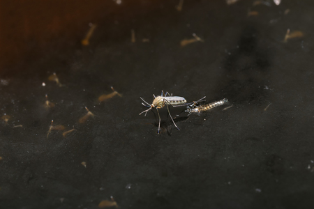 Mosquitoes to emerge from pupae in the water.の写真素材