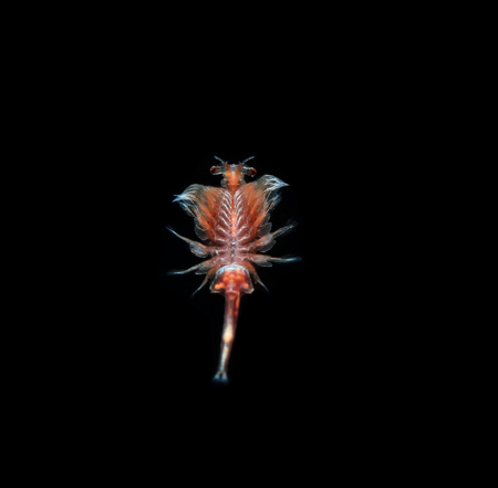 artemia plankton isolated on black backgroundの写真素材