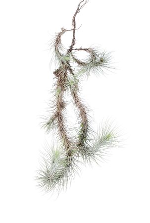 Air plant with scientific name Tillandsia, on a isolated white background.の写真素材