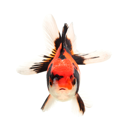 Gold fish. Isolation on the whiteの写真素材