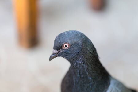Close up pigeonの写真素材