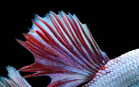 Texture of tail siamese fighting fishの写真素材