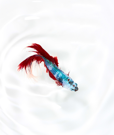 Betta fish, siamese fighting fish, betta splendens top view isolated on white backgroundの写真素材