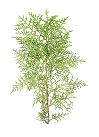 twig of pine tree isolated on white backgroundの写真素材