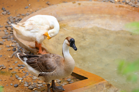 Greylag Goose, bird, gooseの写真素材