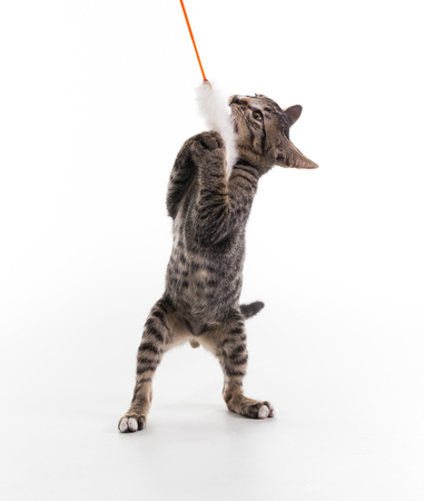 tabby kitten isolate on whiteの写真素材