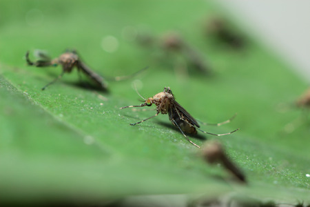 Mosquito on green leafの写真素材