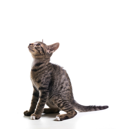 tabby kitten isolate on whiteの写真素材