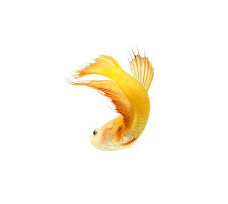 Betta fish, siamese fighting fish, betta splendens (Crown Tail) isolated on white backgroundの写真素材
