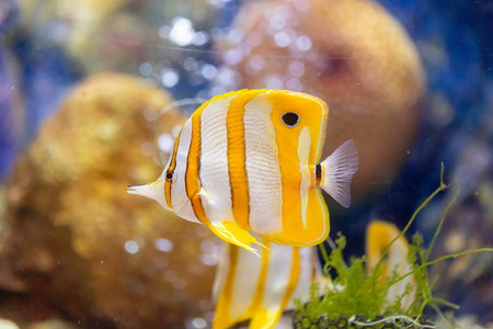 Butterflyfish , tropical reef fish in aquarium.