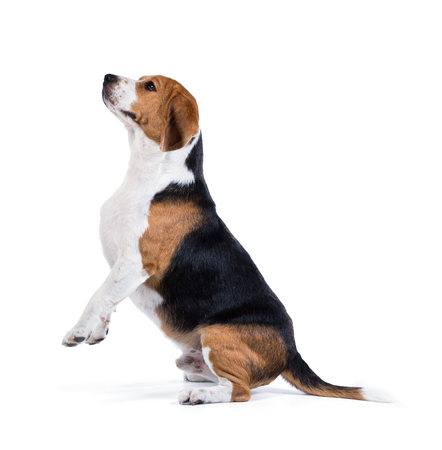 beagle dog isolated on white backgroundの写真素材