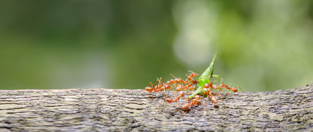 red ants teamwork hunt for foodの写真素材