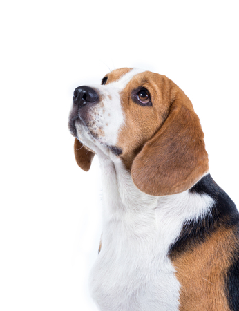 beagle dog isolated on white backgroundの写真素材