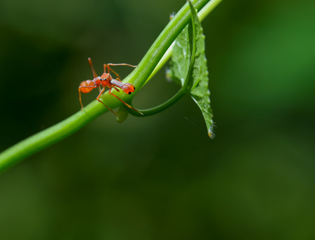 Kerengga ant-like jumper ( Myrmarachne plataleoides)