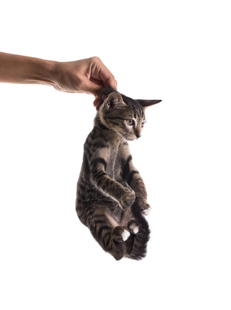 Hand Holding Kitten isolate on white.の写真素材