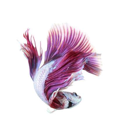 Betta fish, siamese fighting fish, betta splendens (Halfmoon betta
)isolated on white backgroundの写真素材