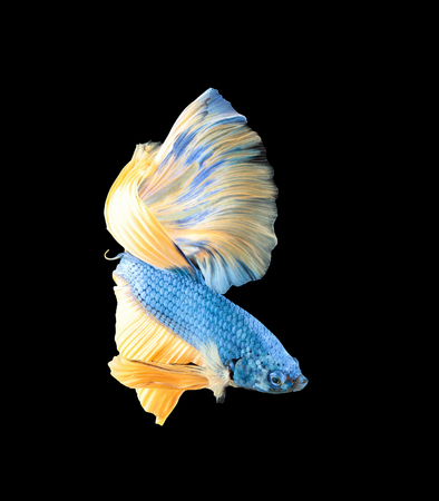 Betta fish, siamese fighting fish, betta splendens isolated on black backgroundの写真素材