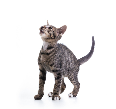 tabby kitten isolate on whiteの写真素材