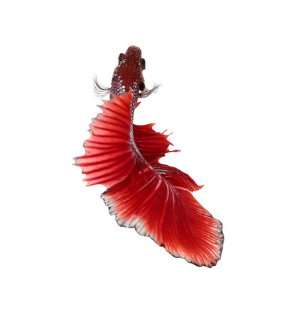 Betta fish, siamese fighting fish, betta splendens top view isolated on white backgroundの写真素材