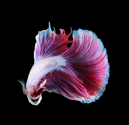 Betta fish, siamese fighting fish, betta splendens isolated on black backgroundの写真素材
