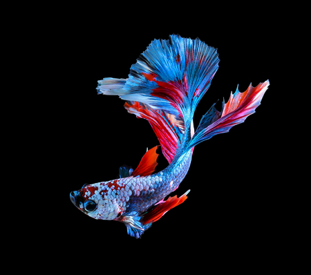 Betta fish, siamese fighting fish, betta splendens (Halfmoon betta
)isolated on black backgroundの写真素材