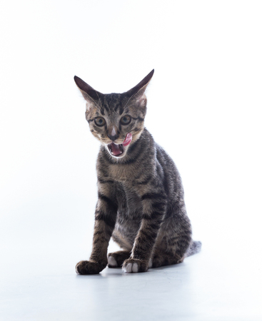 tabby kitten isolate on whiteの写真素材