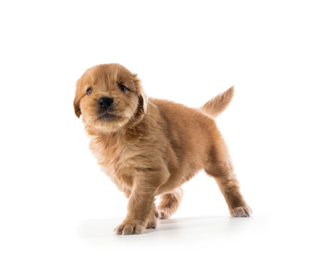 Cute Golden Retriever Puppy isolate on white background.の写真素材