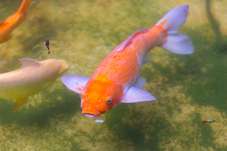Koi Carps Fish Japanese swimming the pond  (Cyprinus carpio).の写真素材