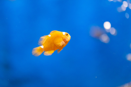 Clown fish, tropical reef fish in aquarium.の写真素材
