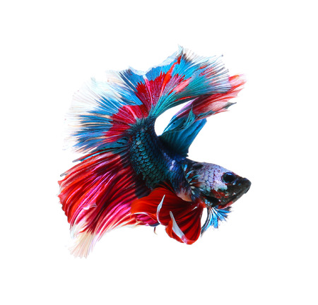 Betta fish, siamese fighting fish, betta splendens (Halfmoon betta
)isolated on white backgroundの写真素材