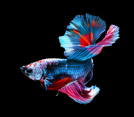 Betta fish, siamese fighting fish, betta splendens (Halfmoon betta
)isolated on black backgroundの写真素材