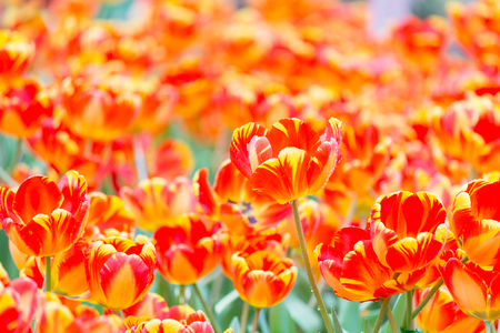 Tulip. Beautiful bouquet of tulips. colorful tulips.の写真素材