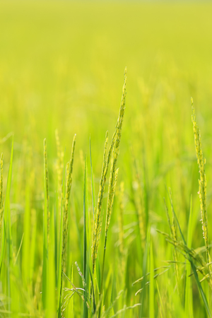 Close up of green jasmine riceの写真素材
