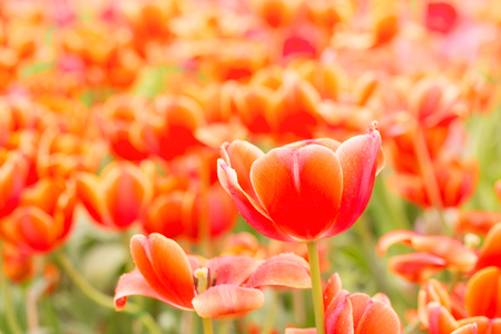 Tulip. Beautiful bouquet of tulips. colorful tulips.の写真素材