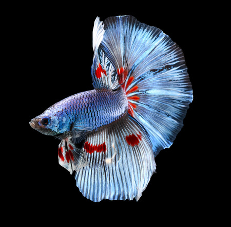 Betta fish, siamese fighting fish, betta splendens isolated on black backgroundの写真素材