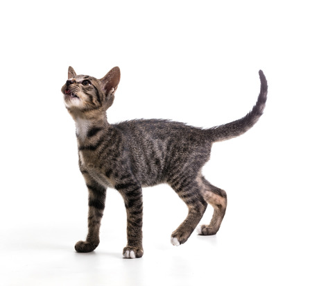 tabby kitten isolate on whiteの写真素材