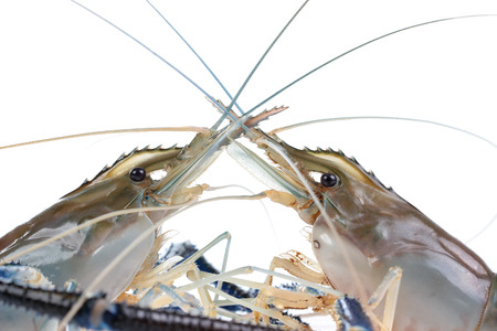 Giant Freshwater Prawn (Macrobra chium rosenbergii), Fresh shrimp
 on white backgroundの写真素材